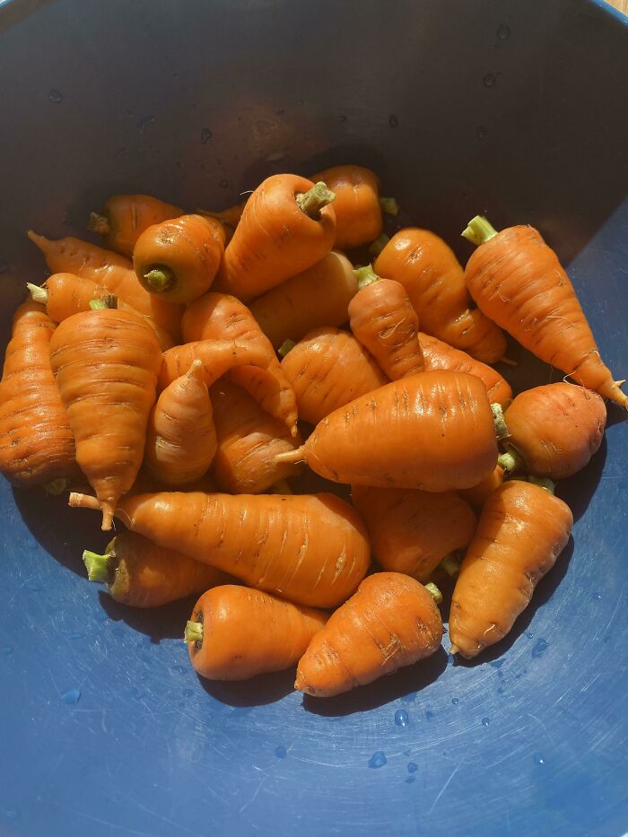My First Year Gardening And Wanted To Show Off My Carrots