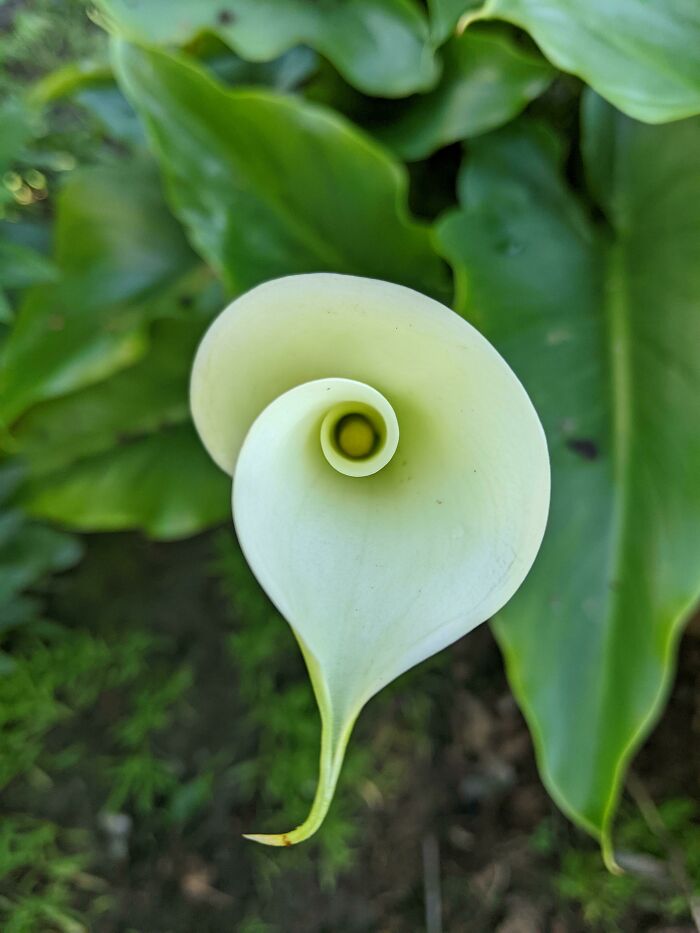 The Swirl On One Of My Opening Calla Lilies