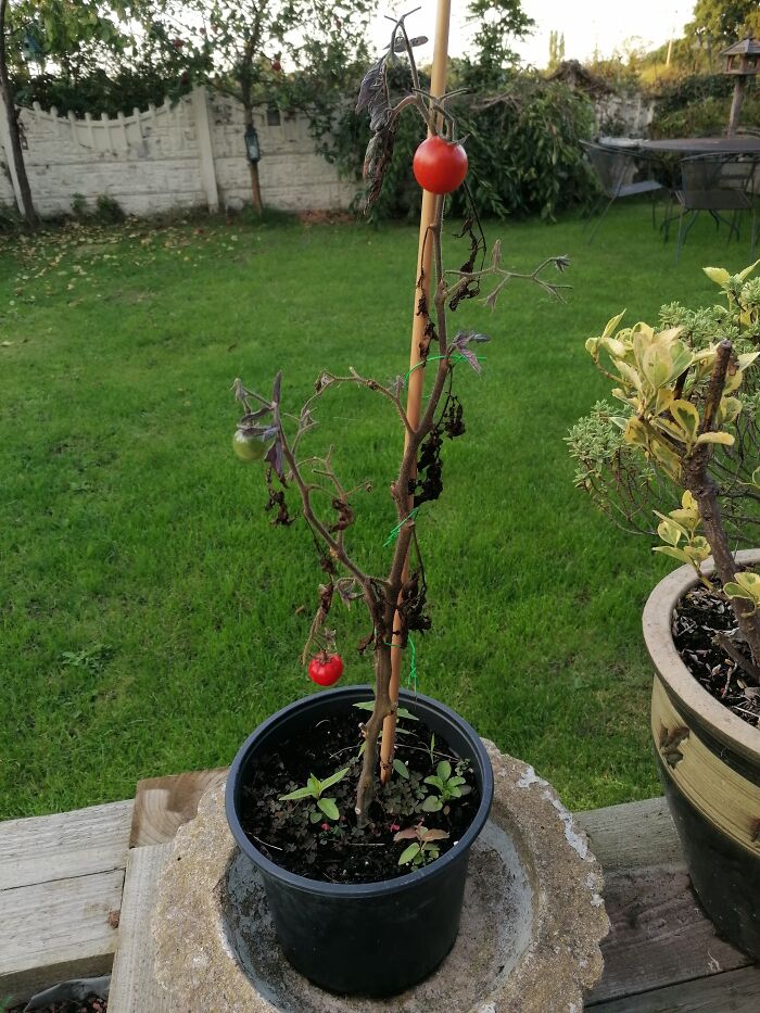 This Plant Has Been Dead For 2 Months. How Are Tomatoes Growing?