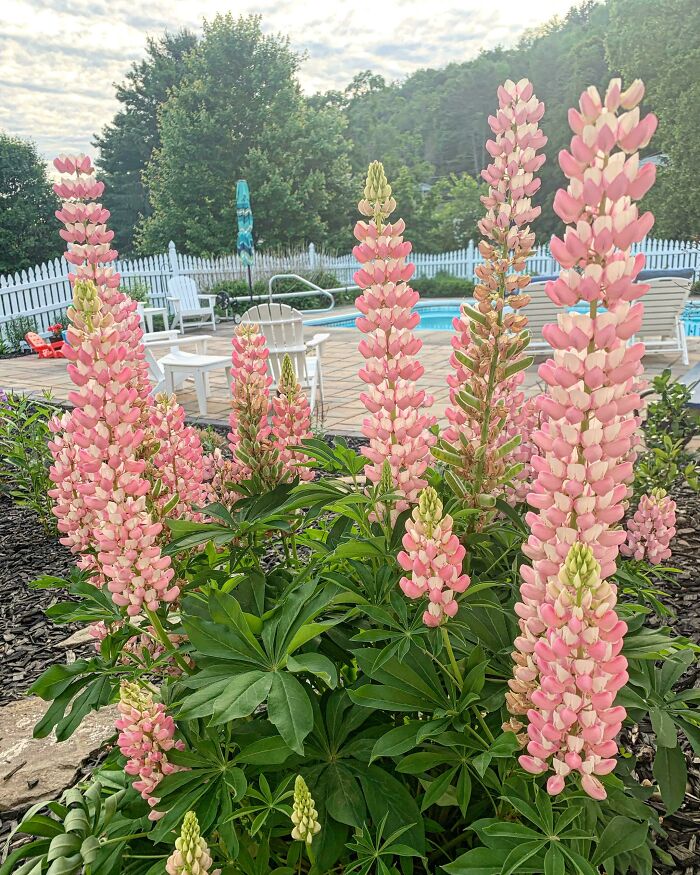 Looking Forward To My Lupines Again This Year