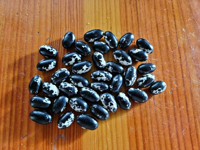 I Accidentally Crossed Orca Beans With Jacobs Cattle And Got This New Variety. What Should I Call It?