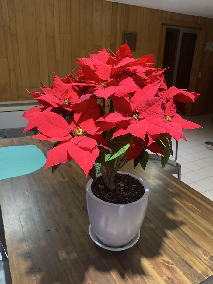 Last Year I Decided To See If I Could Keep Our Poinsettia Alive Until This Christmas. Here’s The Result