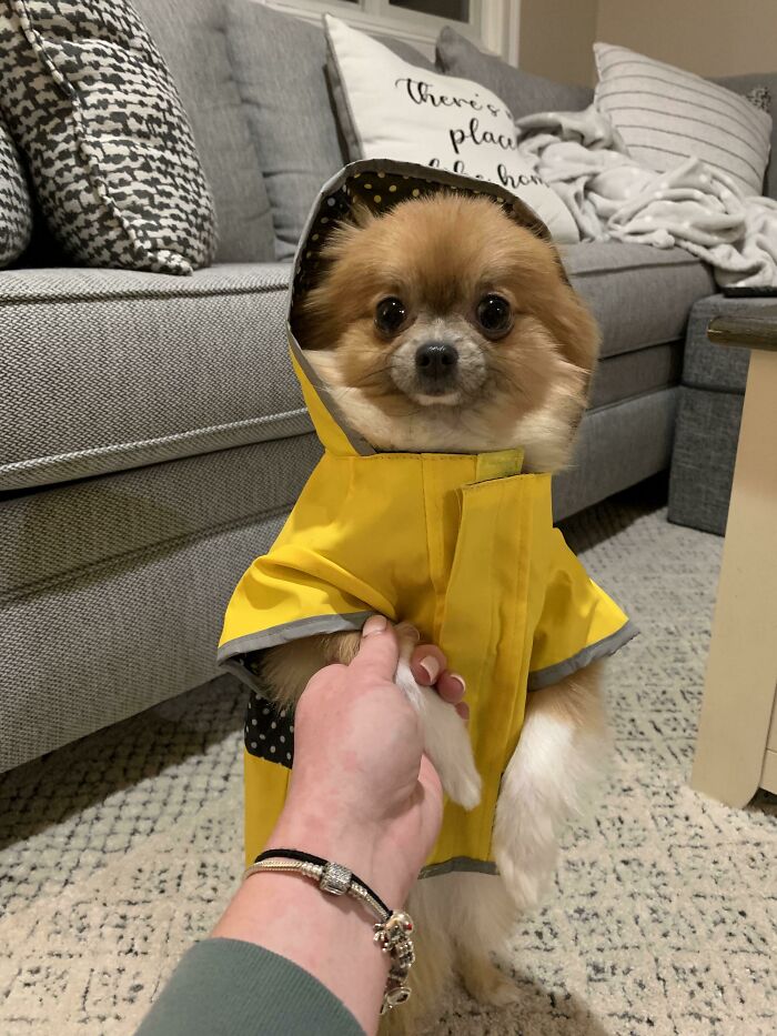 Bailey Got A New Raincoat