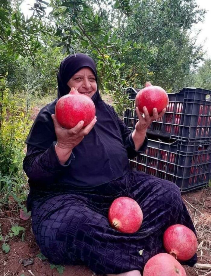 Pomegranate Production, Each One Weighing 750 G