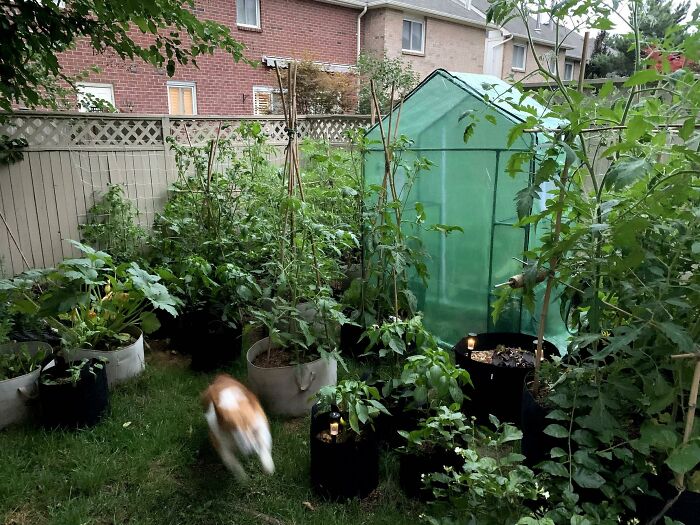Throwback To When I Used Gardening As A Coping Mechanism During The Pandemic And Ended Up Growing Over 100 Kilos Of Tomatoes