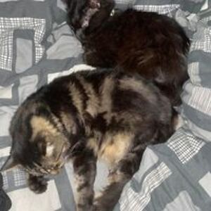 deanna_torres avatar