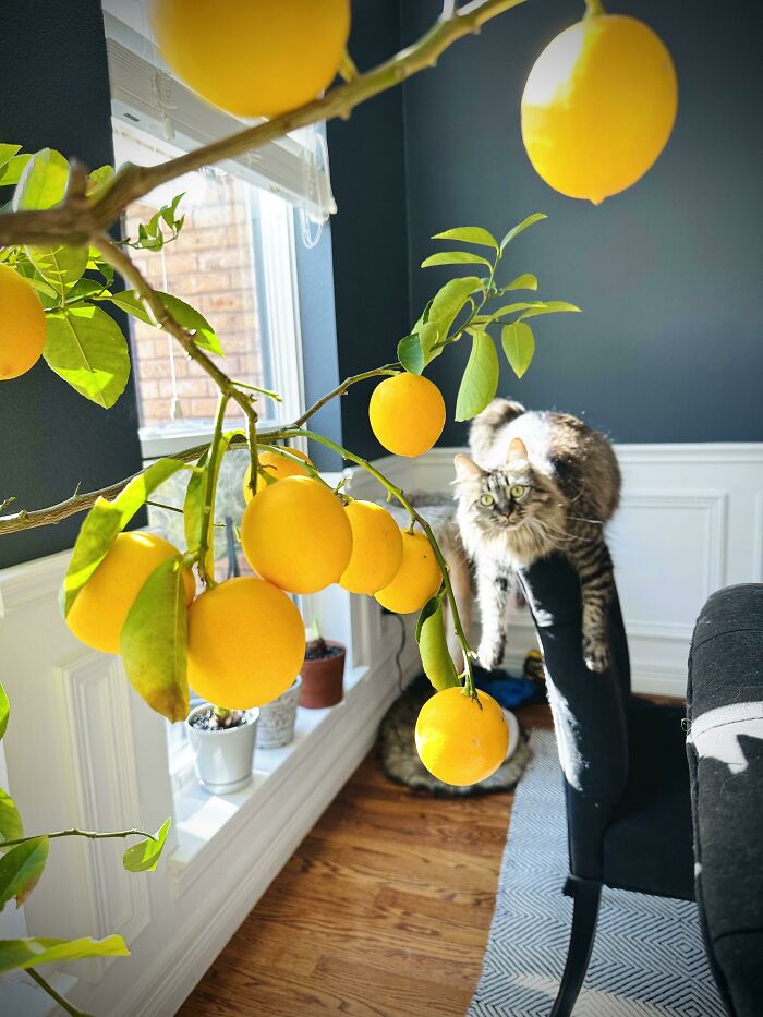 Just My Lemon Tree And A Dangly Hazel Cat
