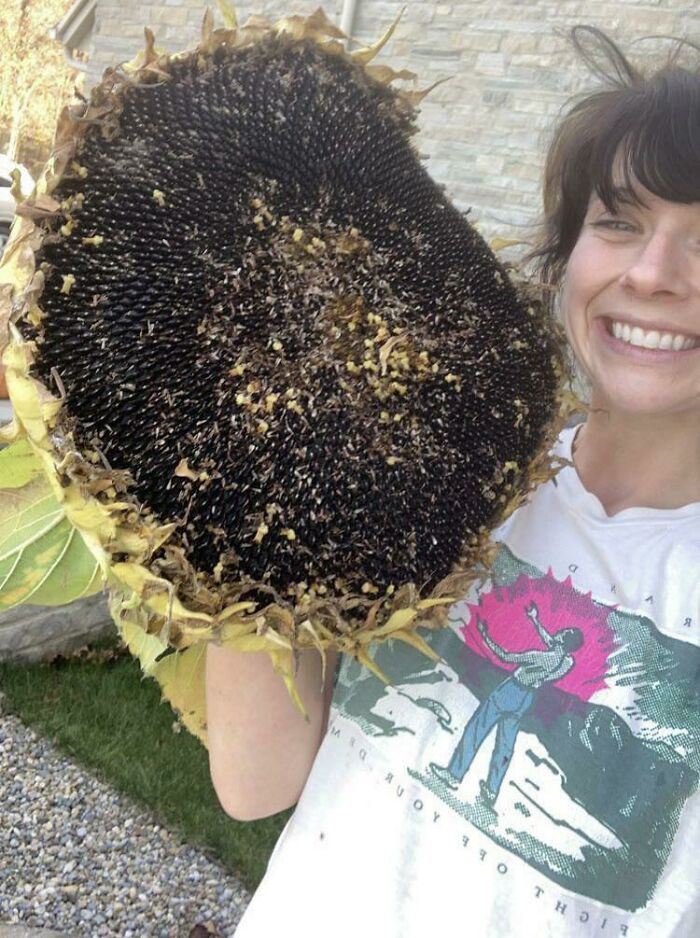 Harvesting Seeds… This Was My Biggest Sunflower!