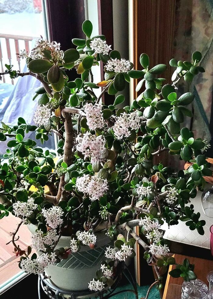 A Flowering Jade