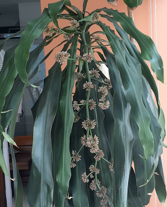 After Almost 49 Years, My Dracena Is Flowering