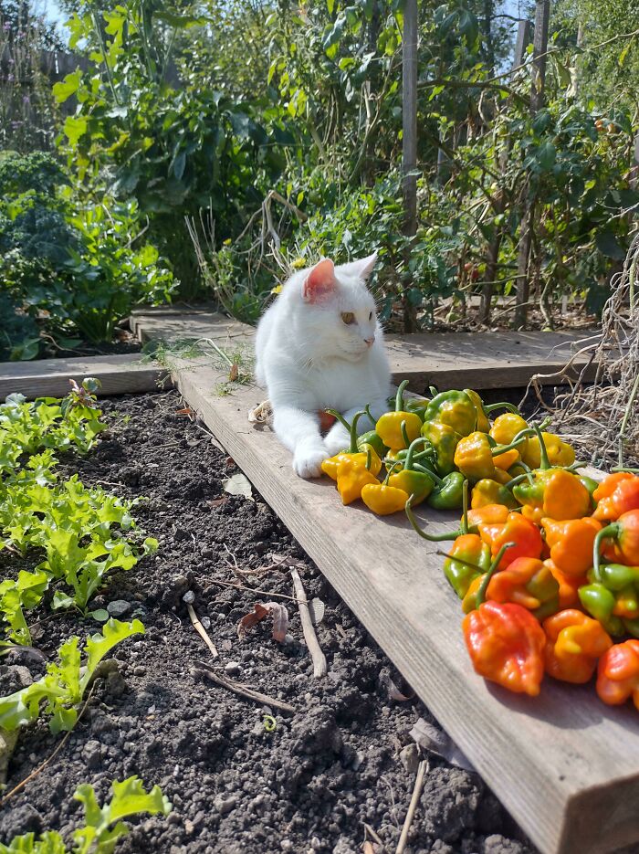 I Have A Little Harvest Helper!