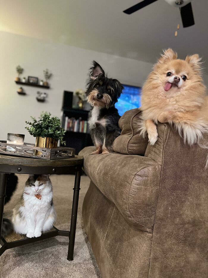 Why Does It Look Like My Pom Is About To Drop The Greatest Mixtape Ft. Scrappy And Bad Kitty