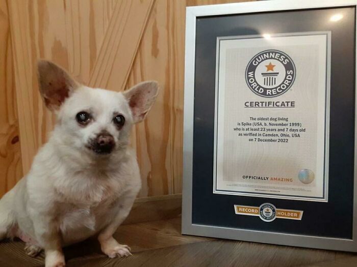 “Spike,” A Chihuahua, Is 23 And Currently The Oldest Living Dog In The World
