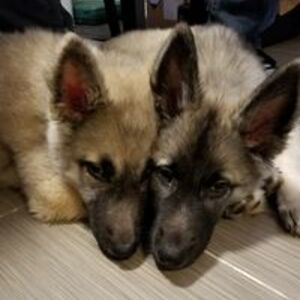 pepenpilar_dm avatar