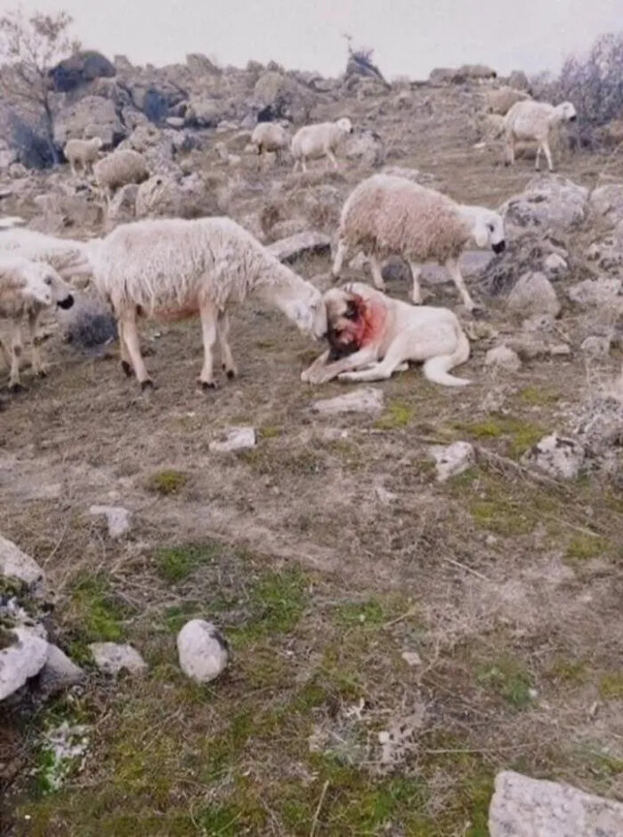 A Sheep Comforts A Dog After It Protects Their Herd From A Wolf Attack