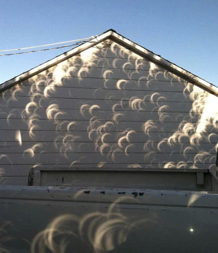 This Is The Shadow Of A Tree During An Eclipse