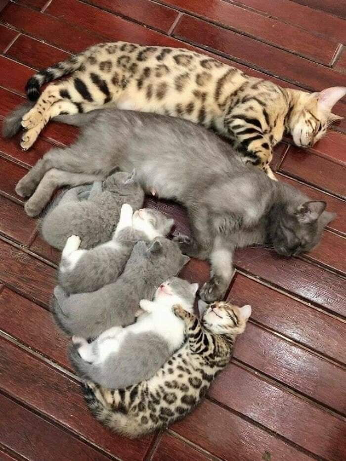 Feline Family Photo