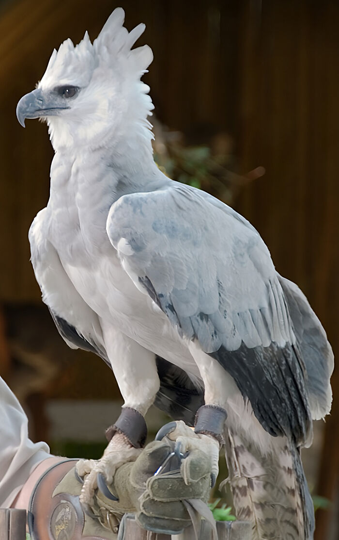 The Magnificent Harpy Eagle
