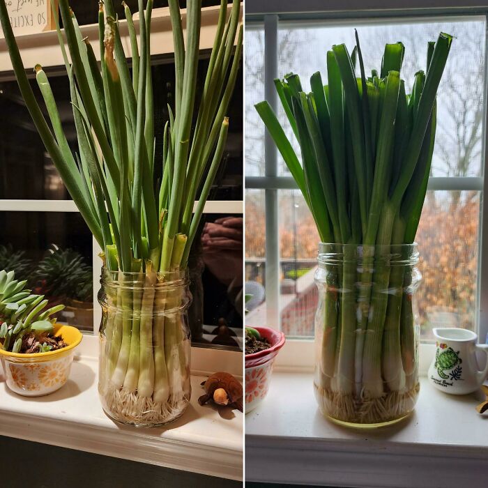Put Your Green Onions On Your Windowsill To Keep Them From Going Bad And To Grow An Unending Supply