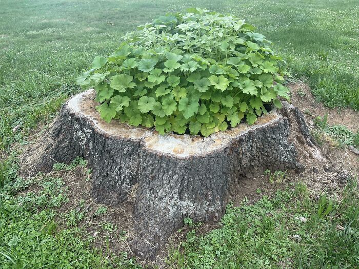 I Recently Had A Very Large Tree Collapse In My Back Yard. Rather Than Paying The Arborist Several Hundred Dollars For Stump Removal, I Turned It Into What Is Now A Very Fertile Vegetable Garden