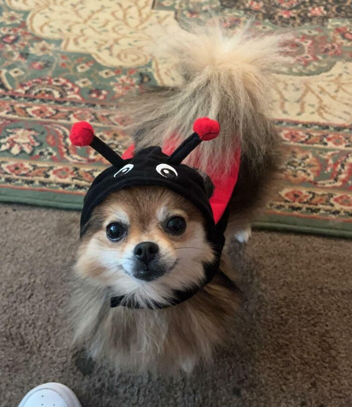 Pixie Got Her Halloween Costume Today! I Think She Likes It