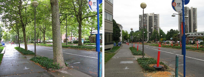 With And Without Trees, What A Difference It Makes