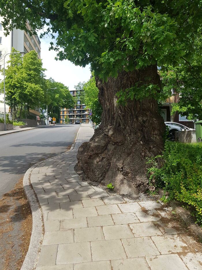 No sé por qué, pero me encanta cuando los elementos de la ciudad envuelven la naturaleza de esta manera. Foto tomada en Estocolmo, Suecia