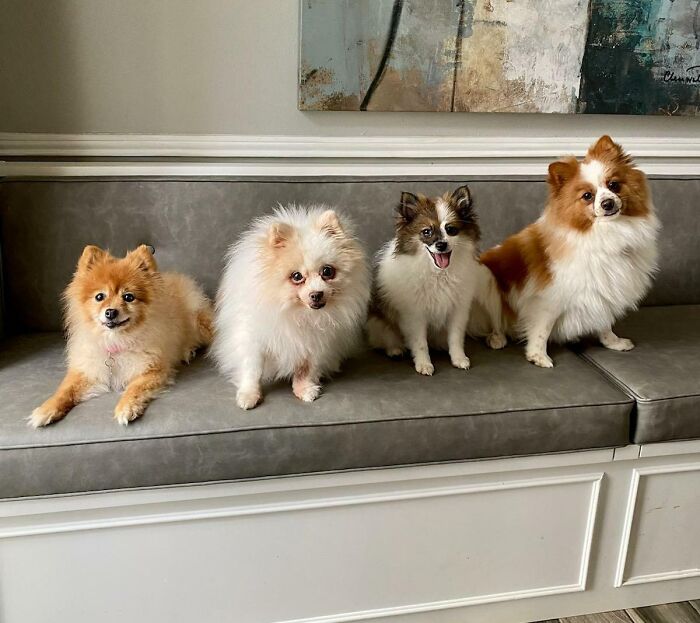 I Have No Human Kids, Just These 4 Beauties