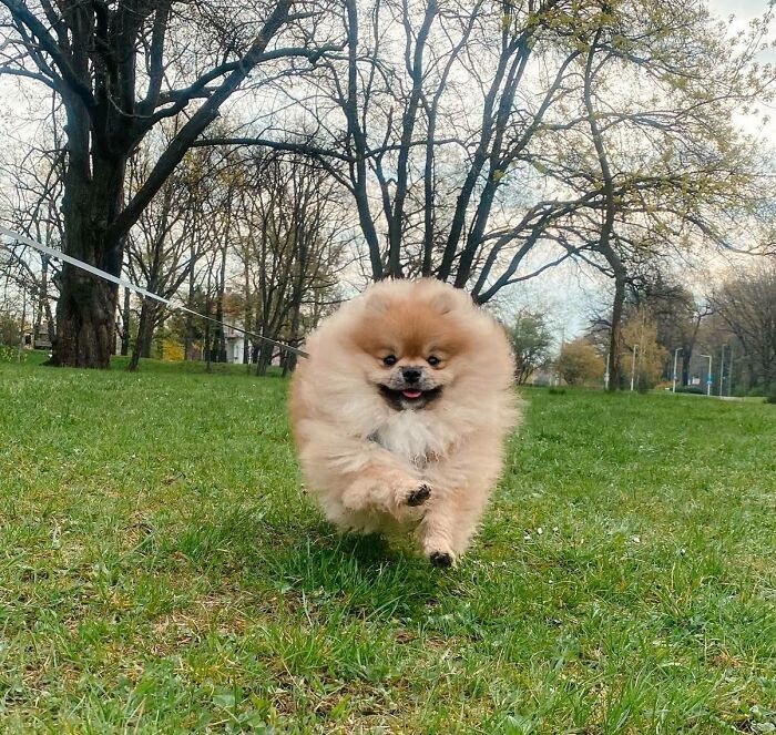 I Think I Just Made The Best Photo Of My Pom