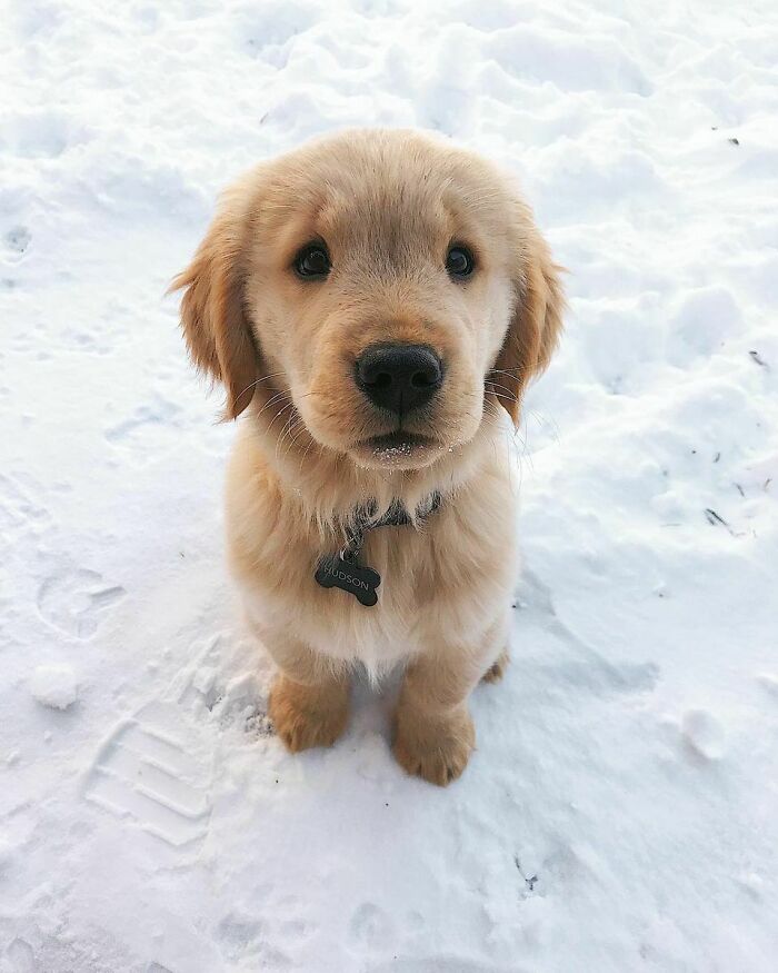 Your Daily Dose Of Cuteness - Golden Retriever Puppy