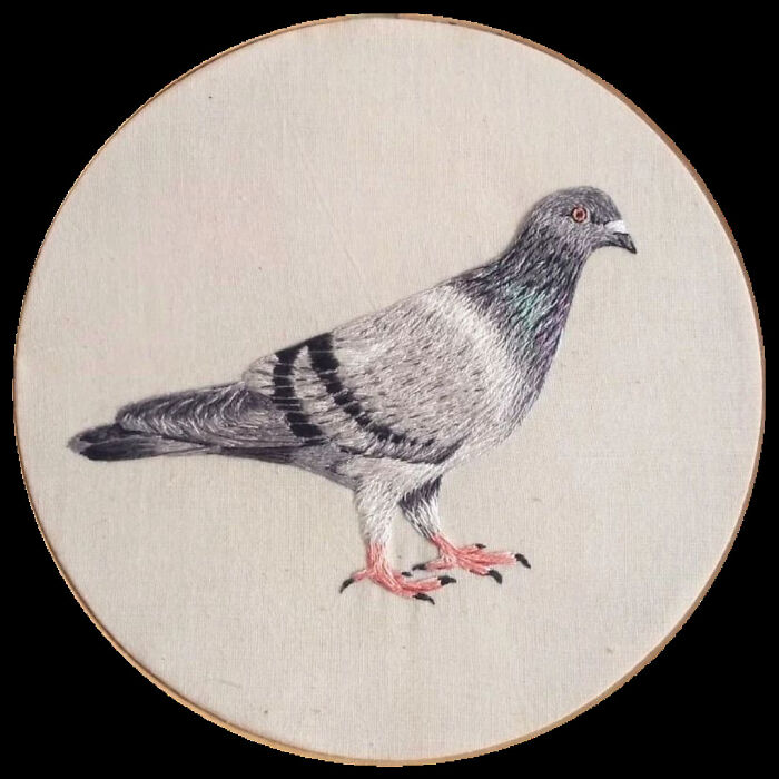 I've Stitched Pigeon Once