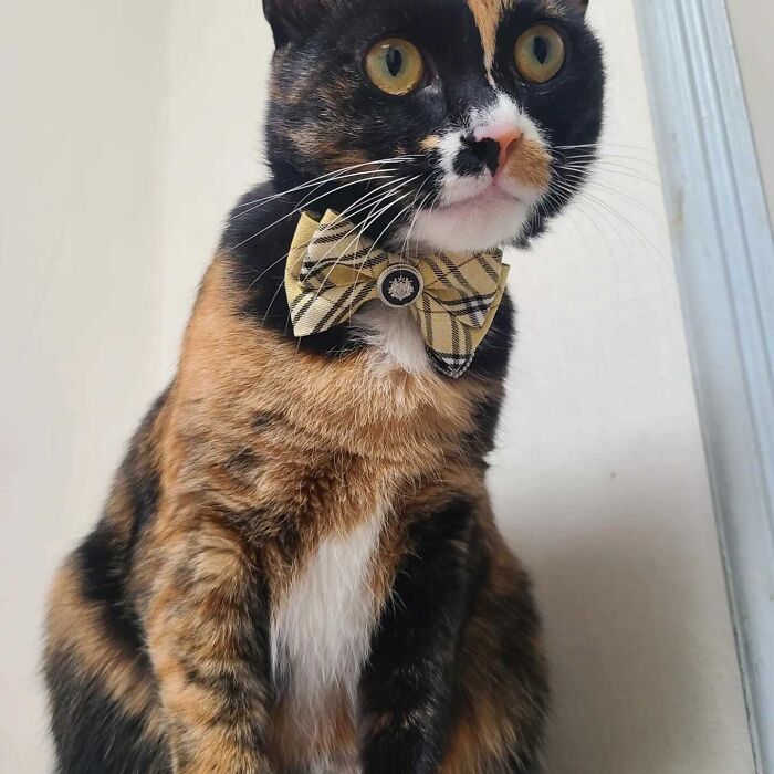 Leo Is Going To A Masquerade 