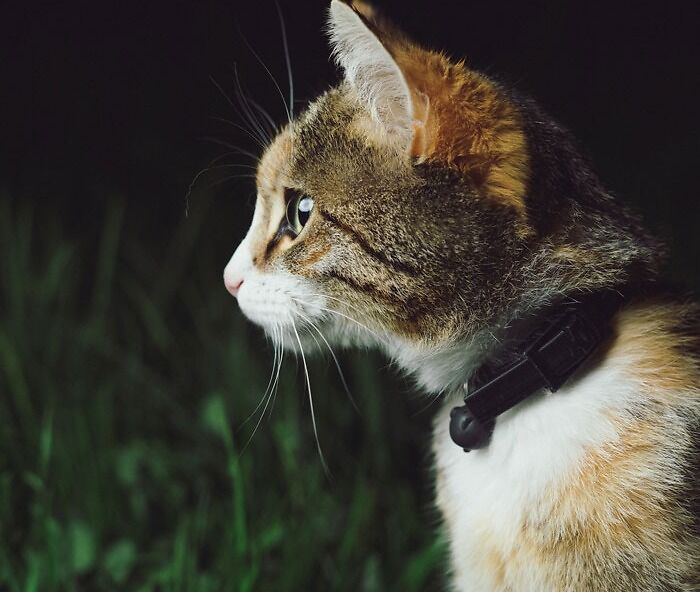  Cat in green grass