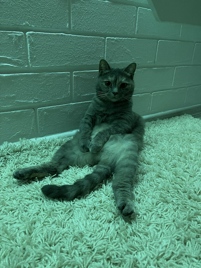 Adopted This Baby From A Shelter. He Sits Like This All Day... Maybe He's Scared In A New House? Can Not Understand