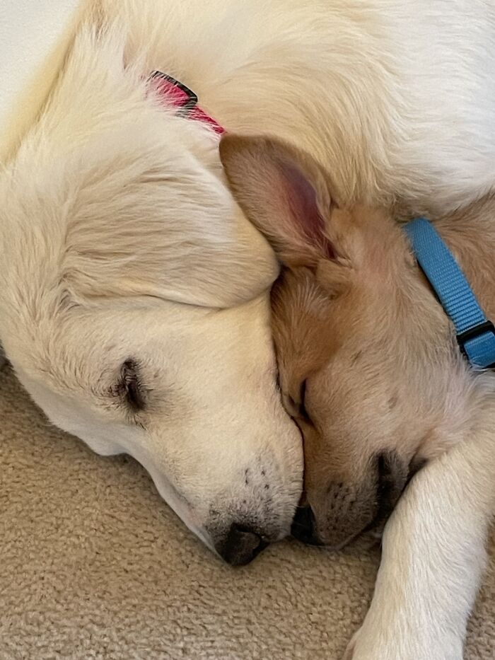 We Adopted A Mother Son Combo From A Local Rescue…. They Are Inseparable
