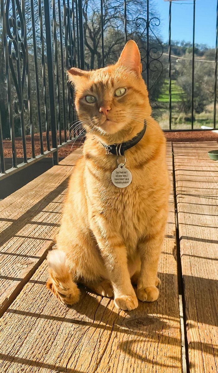 Ziggy, My Adopted Senior Kitty