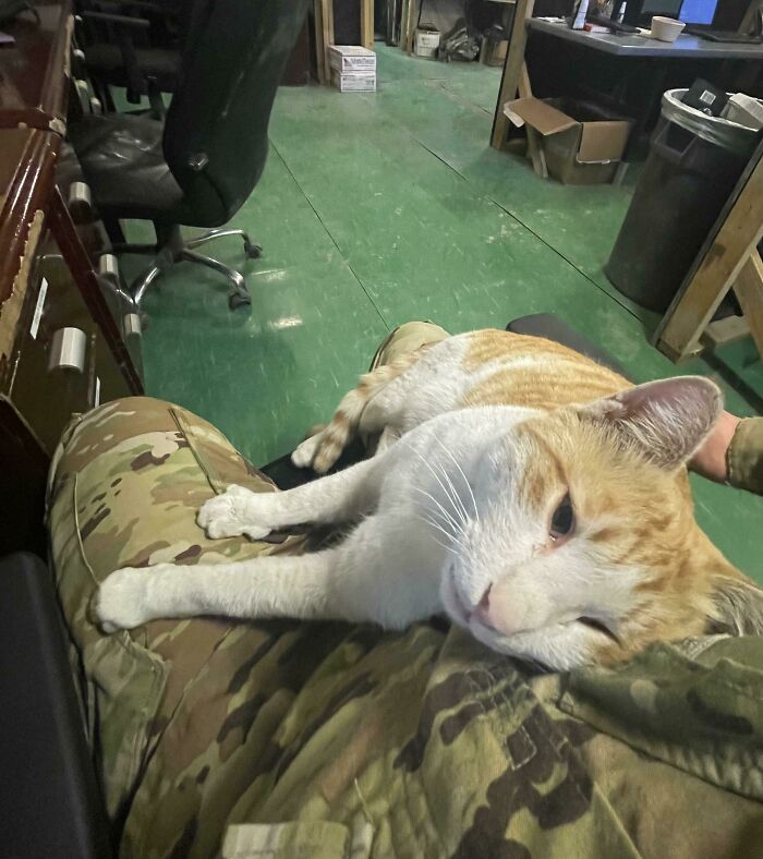 Meet Cj (Colby Jack), The Iraqi Stray That Adopted Our Platoon
