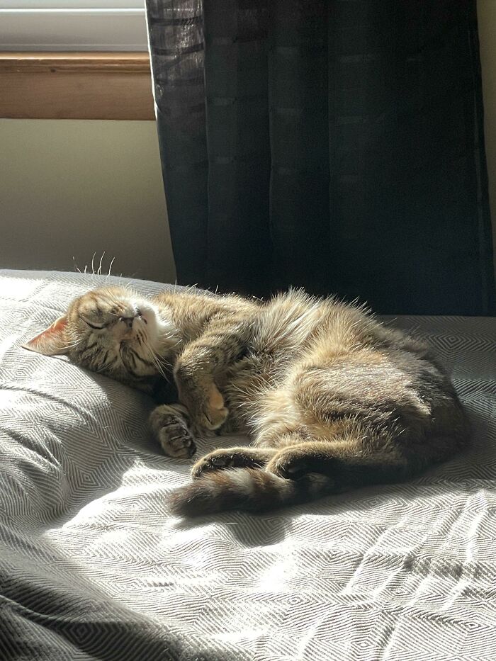 Ursu, My First Ever Pet That I Just Adopted! She Loves To Bask In The Sun