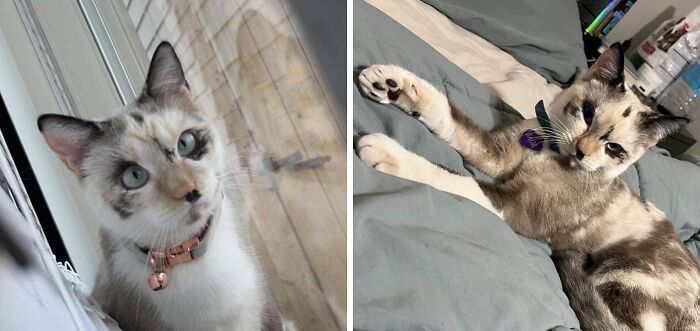 Enjoy Some Pictures Of My Cat Because I Think She Looks Unique!