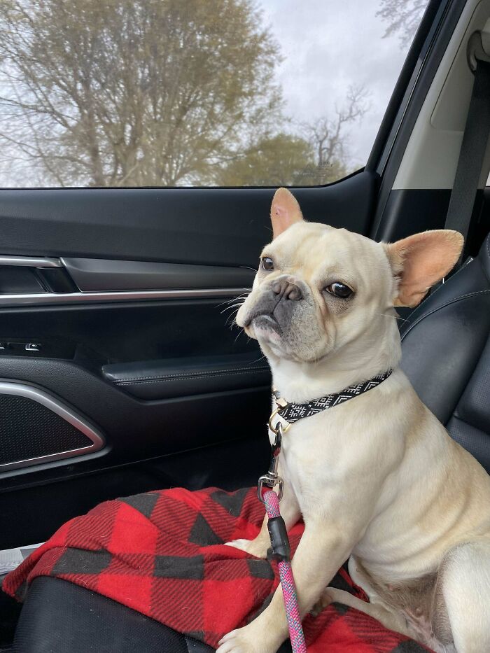 My First French Bulldog. Just Adopted