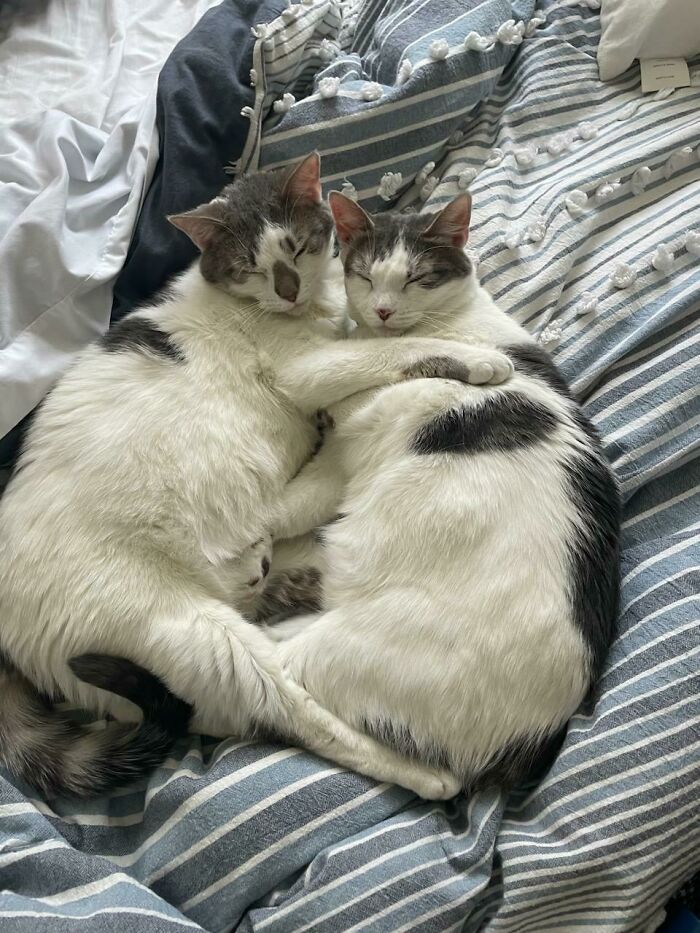 My Friend Decided To Adopt Sisters. This Is How They Sleep