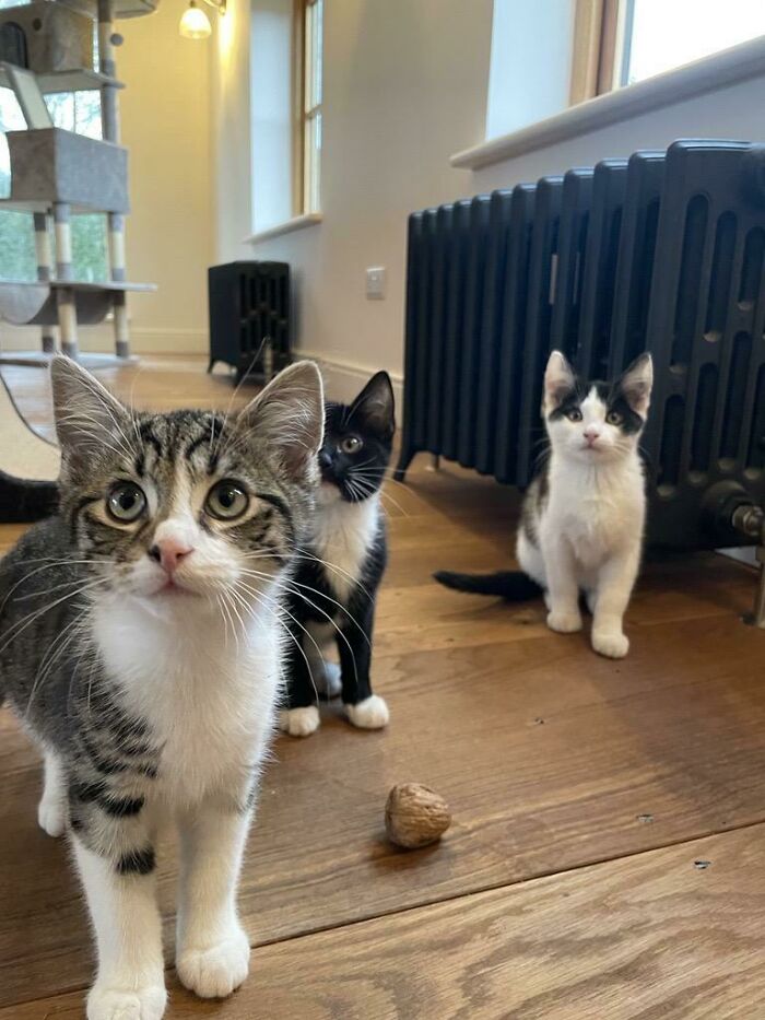 Los padres de mi novio acaban de adoptar a estos tres gatitos. Les dijeron que eran dos niñas y un niño, ¡pero resulta que son hermanos!