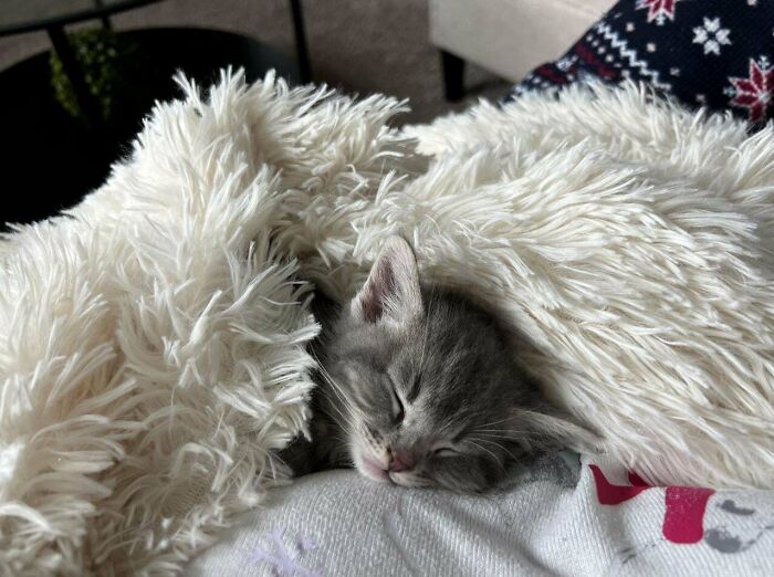 Just Adopted This Little Girl And She Instantly Fell In Love With This Blanket