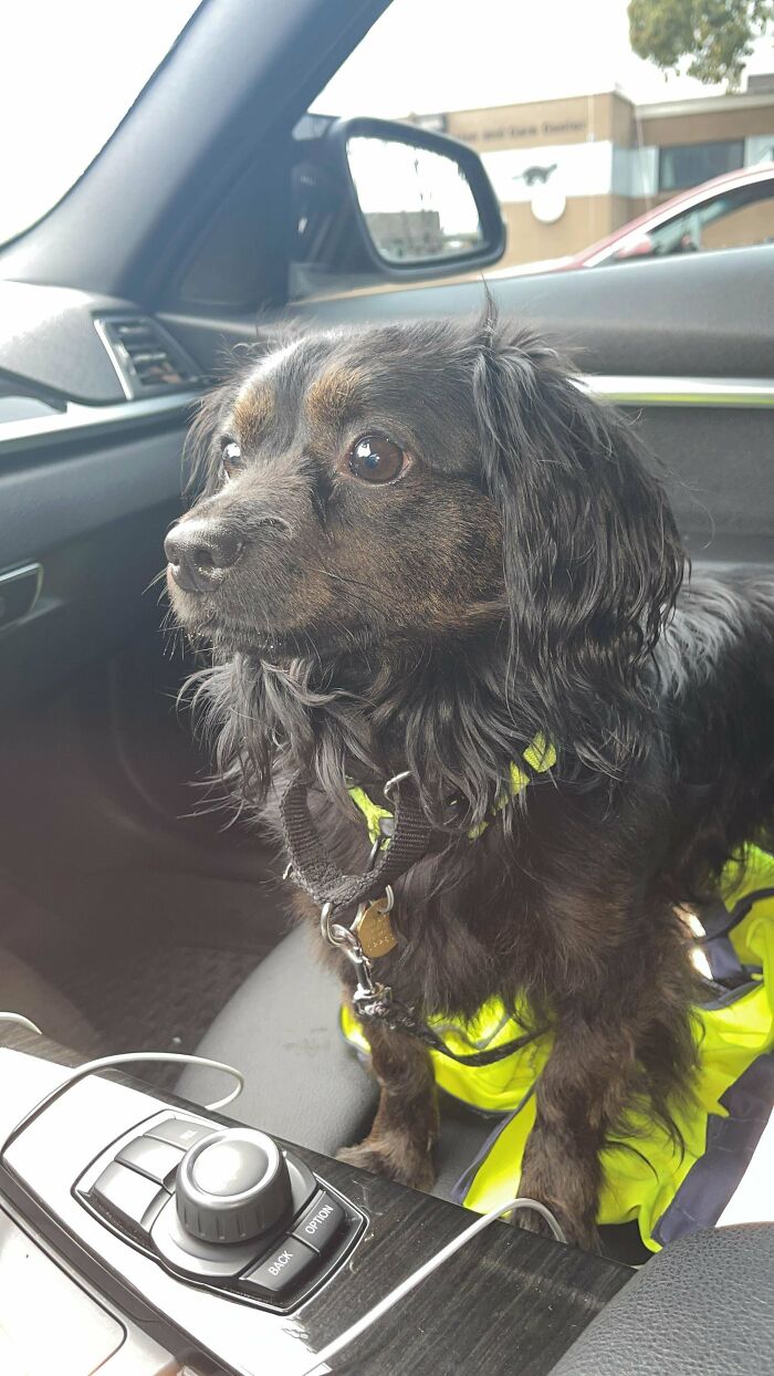 I Just Adopted This Handsome Boy, 3 Year Old Chihuahua And Spaniel Mix. Need Help Renaming Him!