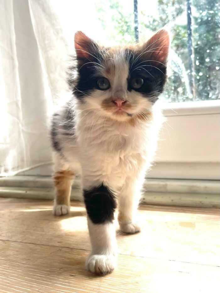 Después de 28 años queriendo adoptar un gato, ¡por fin lo he hecho! ¡Os presento a Lulu!