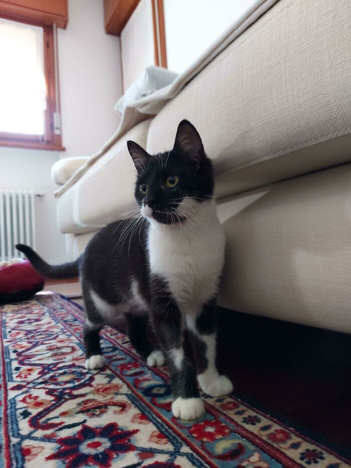 I Adopted This Little Creature Three Days Ago, Her Name Is Panda, She's So Shy, But She's The Sweetest Little Thing