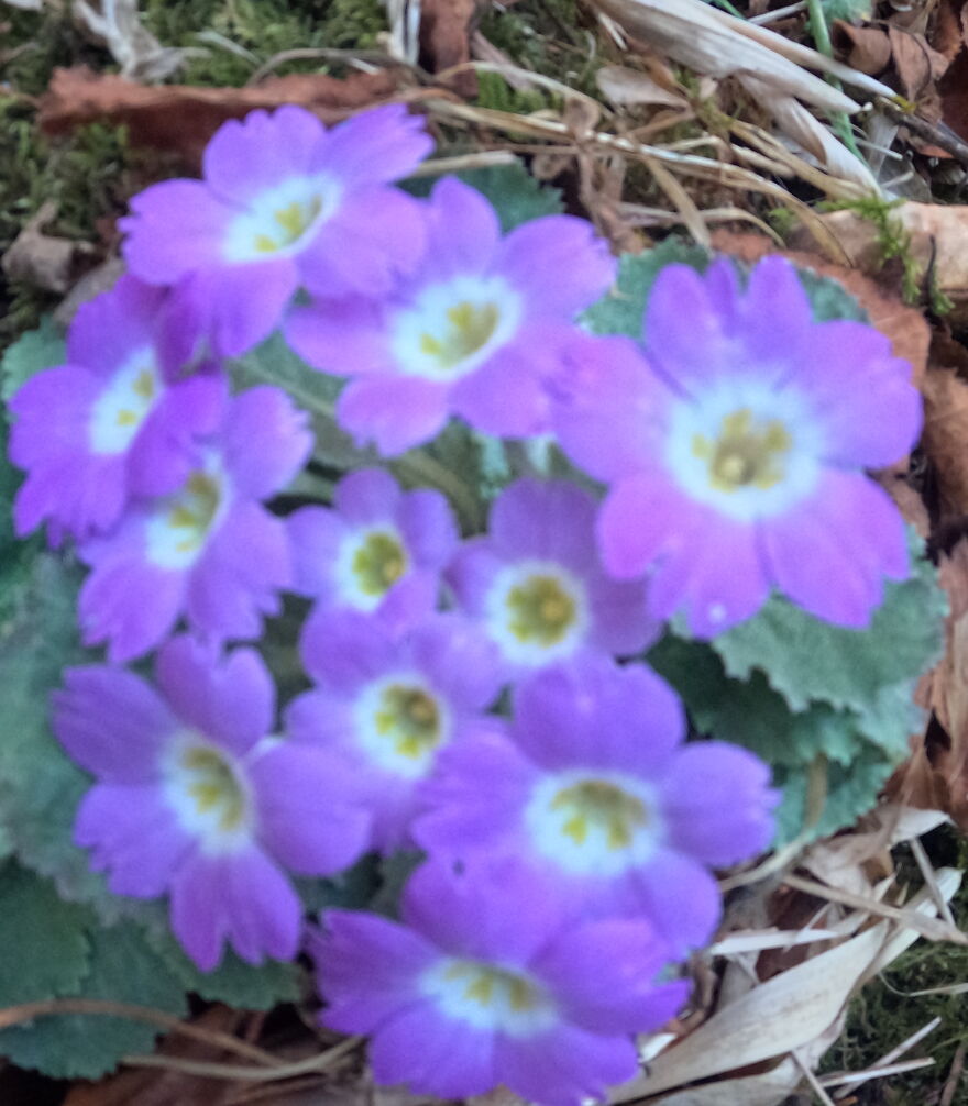 My 20 Photos That Will Make You Go For The Khopra Danda Trek My 20 Photos That Will Make You Go For The Khopra Danda Trek