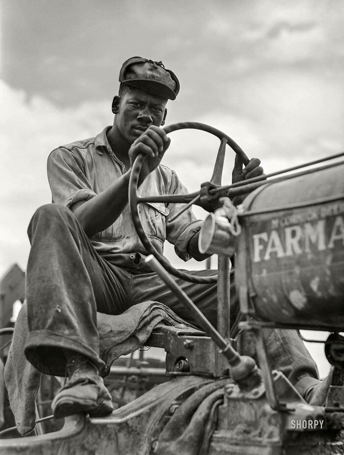 Conductor de cosechadora trillando avena, 1940