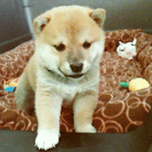 allisonobrien avatar