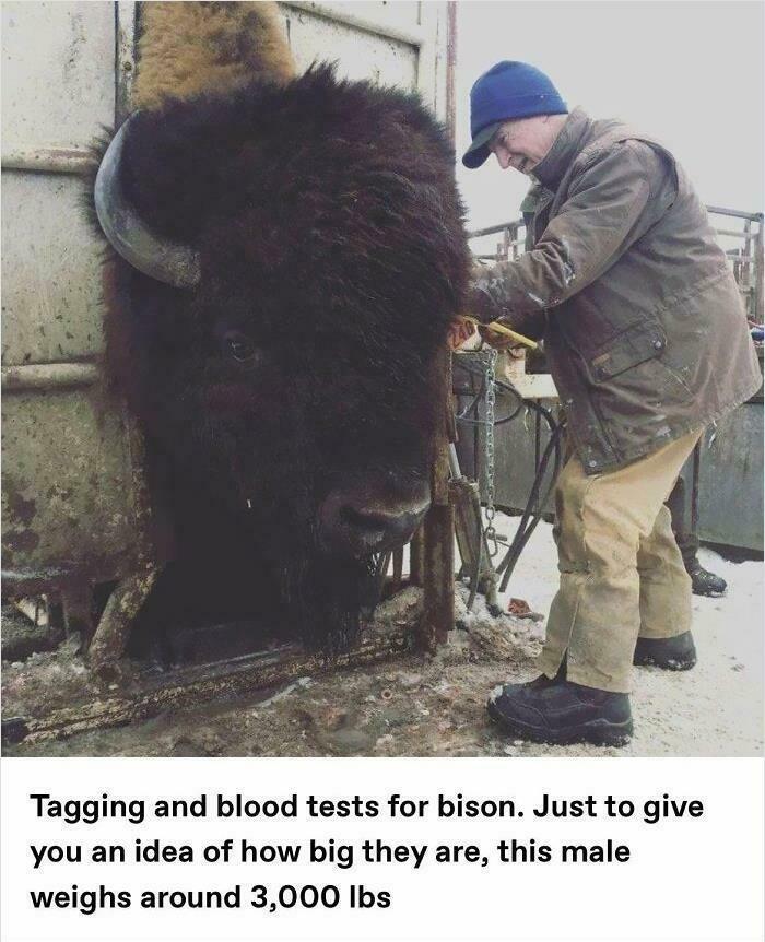 Absolute Unit Of A Bison